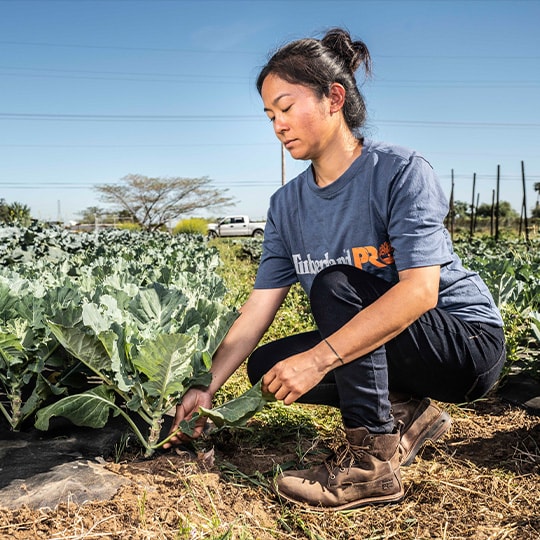 Image of a woman crouched in a field picking vegetables, wearing blue Timberland work clothing and brown work boots.